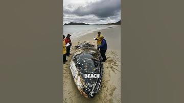 Animals that can Explode after Death! - Part 2