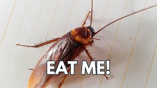 Valentine's Roach Naming Raises $400 for Reptile Emergency Kits