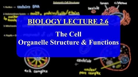 IMAT Biology Lesson 2.6 | The Cell | Cellular Structures & Functions