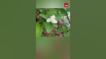 Bất ngờ cây ổi bonsai thế ‘Bạt phong’ 300 tuổi ở Hà Nội | TTGD