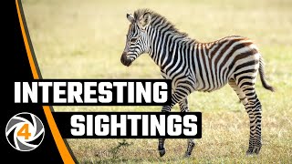 We adopt a baby Zebra...! ! ! by WILD4 Photo Safaris TANZANIA We adopt a baby Zebra...! ! ! by WILD4 Photo Safaris TANZANIA