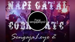 Napi Gatal X Cobra Mtc X Sengajaloyo 2