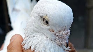 Iranian Pigeons Paradise @ Majids Atlanta, GA ( Старопородные Иранские голуби  в гостях у Иранцев)