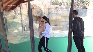 Dog Days at the Dallas Zoo - hurry up and purchase tickets if planning a visit with your pet