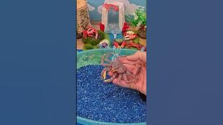 The King of the Crabs! 👑🦀 | King Crab Fun Facts