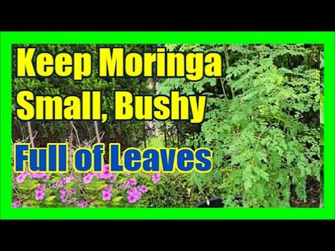 How To Keep Moringa Tree Small and Bushy: How To Prune Moringa Tree To Keep Full of Leaves