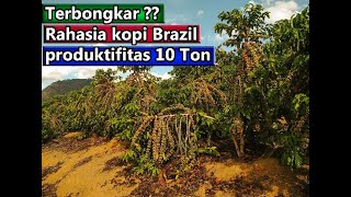 Misteri ?? Brazil Hasilkan Kopi 10-15 ton Per Hektar ?? yang jarang di ketahui petani dan dunia