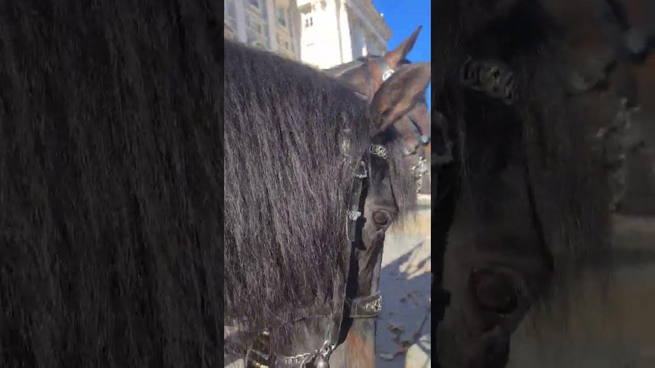 Paseando por madrid, un hermoso caballito en el cambio de guardia. El caballito pedía acaricias. 🥰