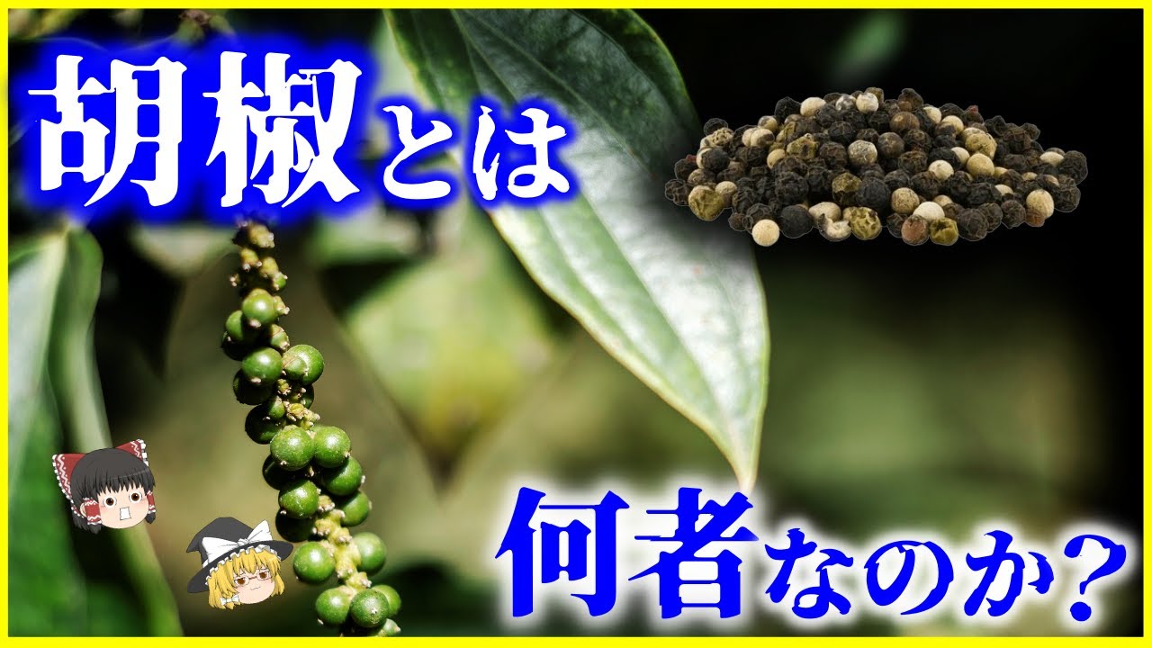 【ゆっくり解説】本当に金と同価値だった…？「コショウ」とは何者なのか？を解説/ヨーロッパが羨望した黒い黄金「胡椒」の正体とは