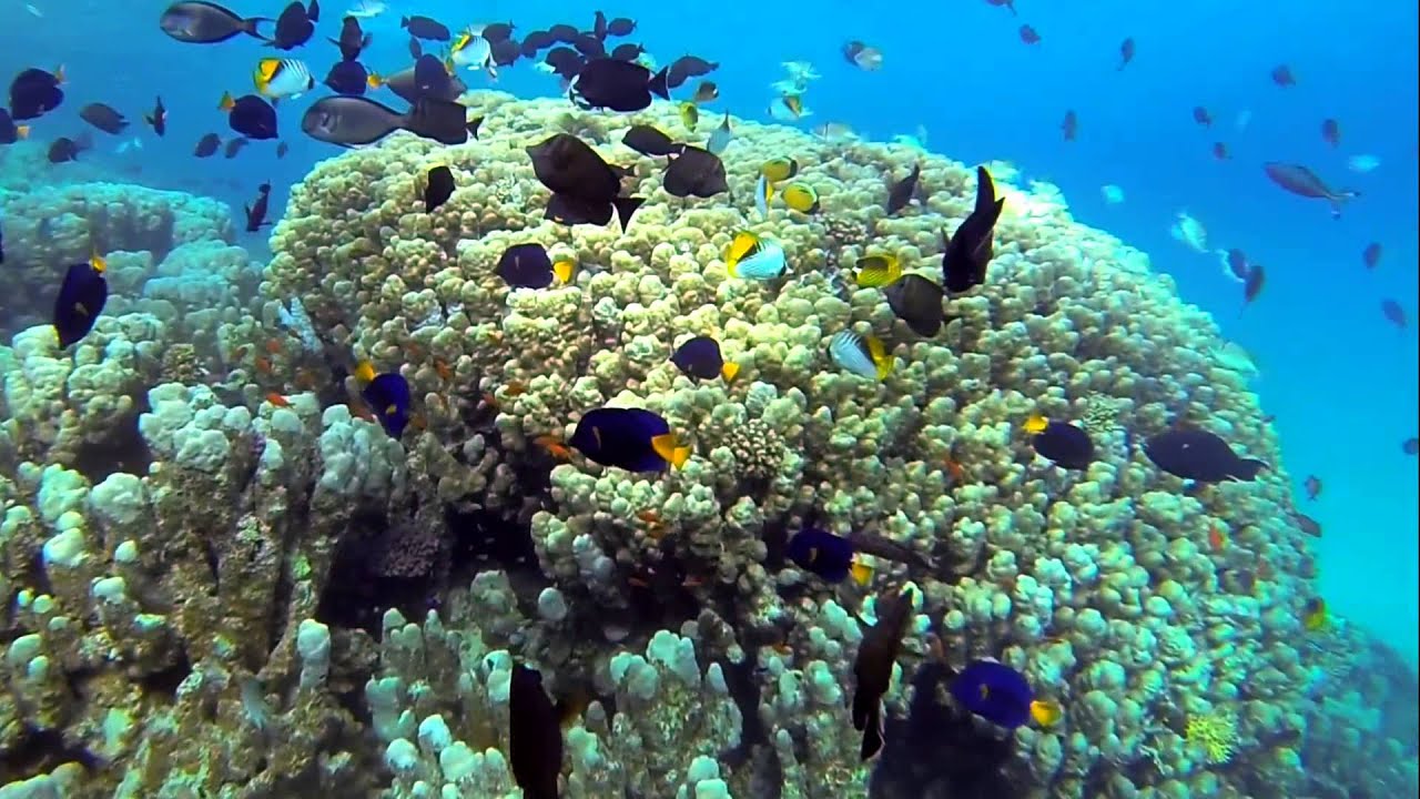 Marsa Shagra Riff housereef marsa shagra - YouTube