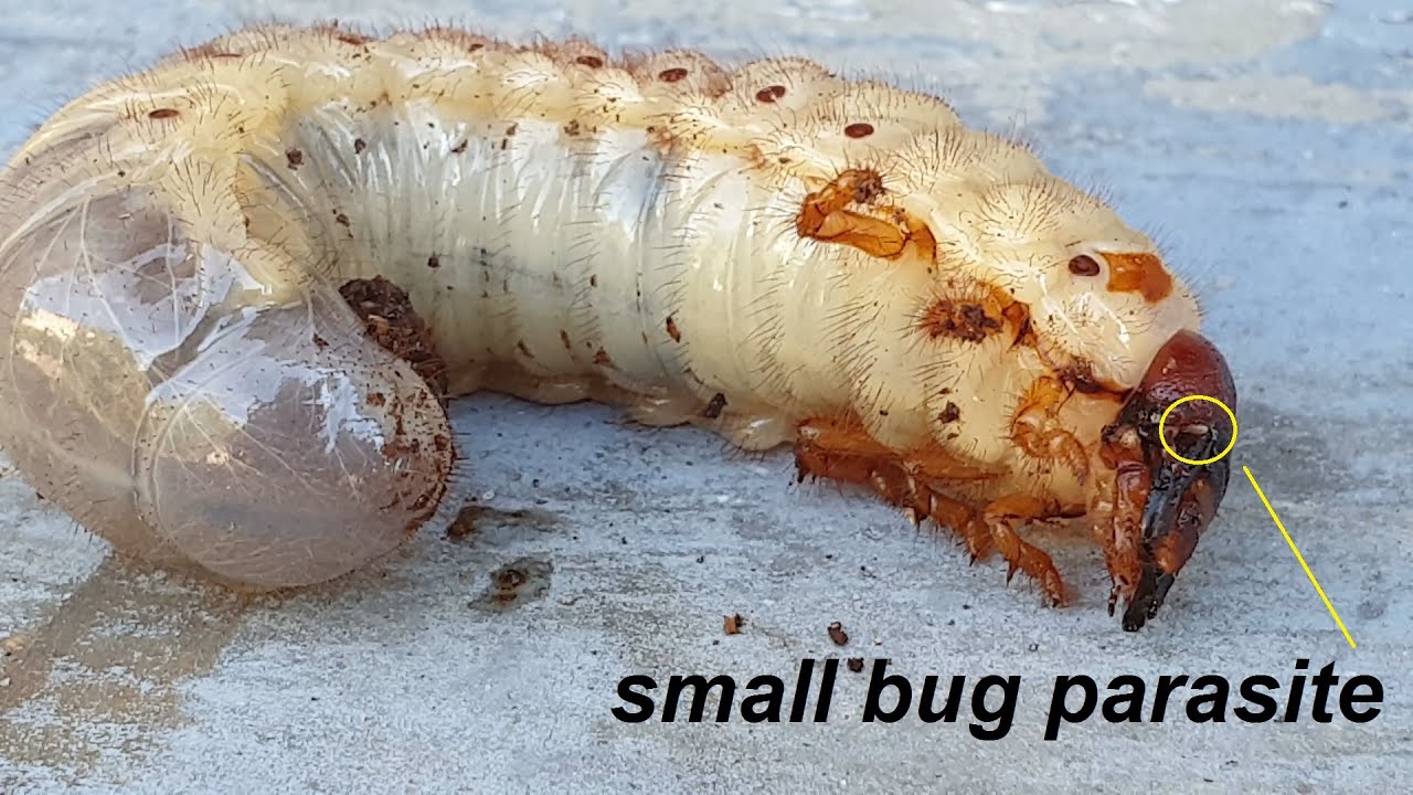 Rhinoceros Beetle Larvae has a small parasite bug on it