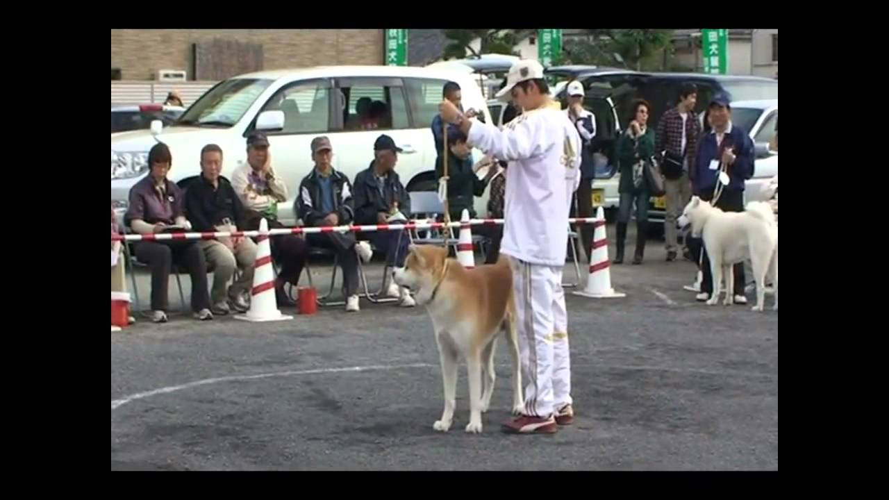 豆柴 柴犬 秋田犬を家族にしませんか 東京わんわん 豆柴ハチ公ブリーダー販売