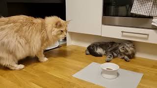 Introducing a New Kitten to Big Cats!