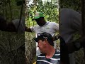 Family of RACCOONS living in MANGROVES in COLOMBIA