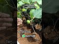 #shorts புனே அத்தி #gardenplants #figfruit #plants #gardening #farming #fruit #new #trending #videos