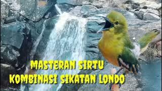 Kombinasi sirtu dan sikatan londo, untuk masteran sirtu lolohan (cepat masuk dan mudah di tirukan)