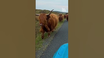 Highland Cows Say Hello!