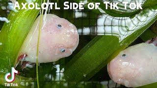 Axolotl Side of Tik Tok