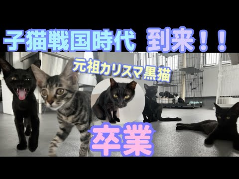 元祖カリスマ子猫クロッチ卒業！そして子猫戦国時代の幕開け