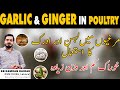 Garlic and ginger in poultry  antiviral antibacterial antifungalgrowth promotor  immune booster