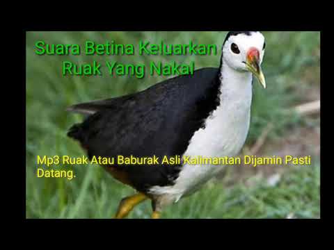 Suara Ruak Atau Baburak  Kalimantan Jernih Dijamin Ampuh Coba Saja. SILAKAN DICOPY