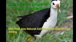 Suara Ruak Atau Baburak  Kalimantan Jernih Dijamin Ampuh Coba Saja. SILAKAN DICOPY