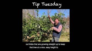 Pruning Citrus