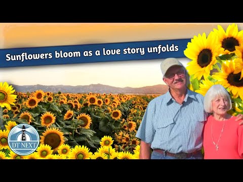 Sunflowers bloom as a love story unfolds | DT Next