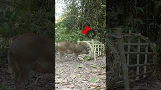 Primitive survival skills - Wild Boar Trap Skill survival primitivesurvival shorts