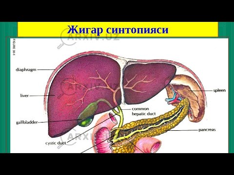 Jigar Hazim qilish sistemasi a'zolari anatomiya va fiziologiyasi - YouTube