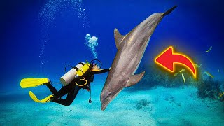 Dolphin Swims Up To Diver For Help – Won't Stop Thanking Him After He Saves Her Life by Zoo Land 235 views 1 month ago 10 minutes, 27 seconds