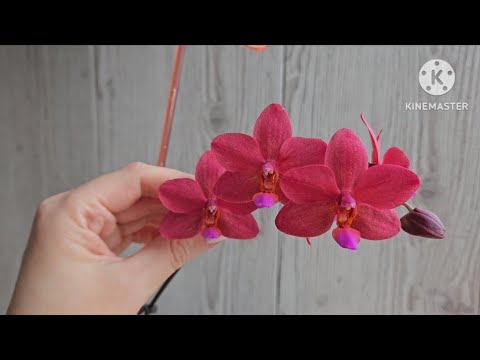 Как пересадить орхидею,