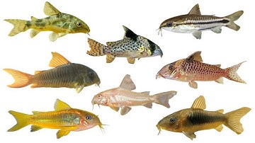 12 Loại Cá Chuột Sống Tầng Đáy (Corydoras)