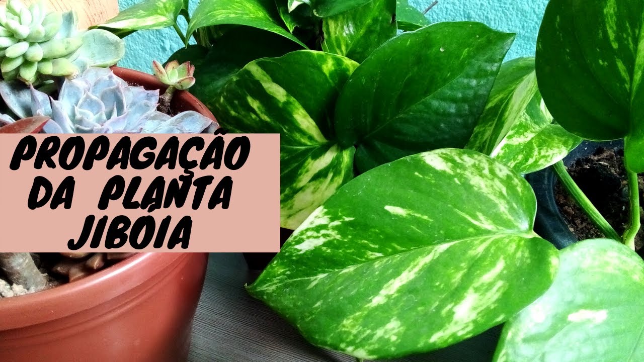 COMO FAZER MUDAS DA PLANTA JIBÓIA NA ÁGUA PROPAGAÇÃO DA PLANTA JIBÓIA