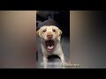 Самые смешные собаки Лабрадоры Funny Labrador Dogs