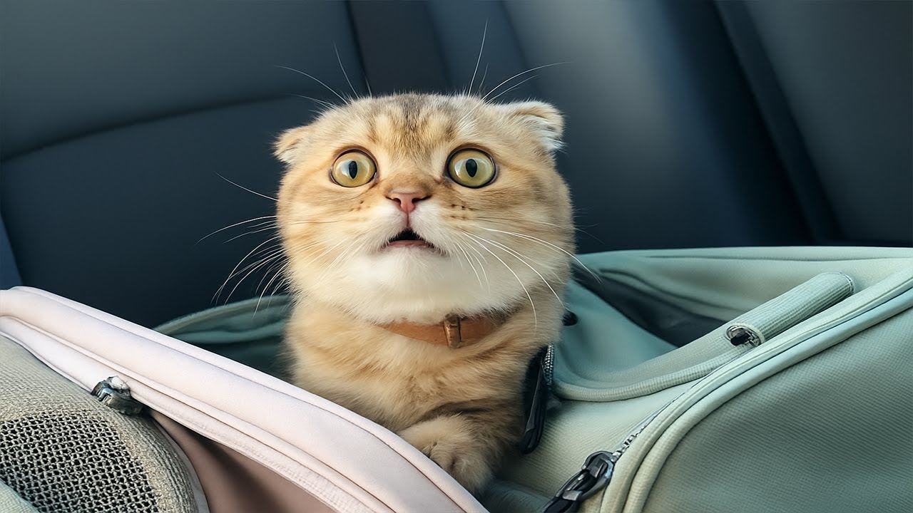 Goofy Cats in Action