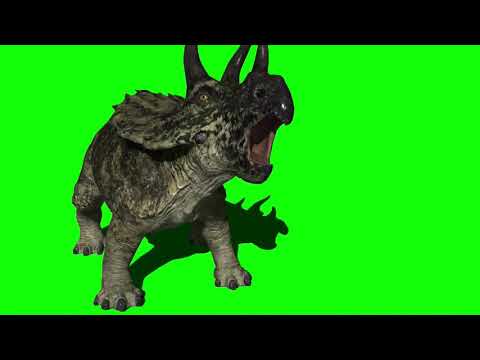 Green Screen Triceratops Dinosaur Triceratops Charging Running Attacking