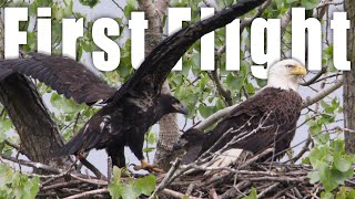 Bald Eaglets First Flight
