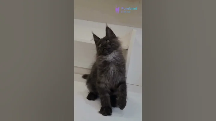 Video 11698481: black maine coon kitten, maine coon boy, eyed maine coon, mainecoonkitten, training