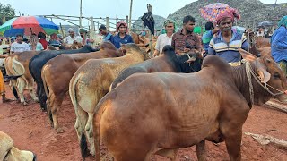 Download Lagu রাজশাহী সিটি হাট থেকে গরুর দাম জানুন#cow_market MP3 Download Lagu রাজশাহী সিটি হাট থেকে গরুর দাম জানুন#cow_market MP3