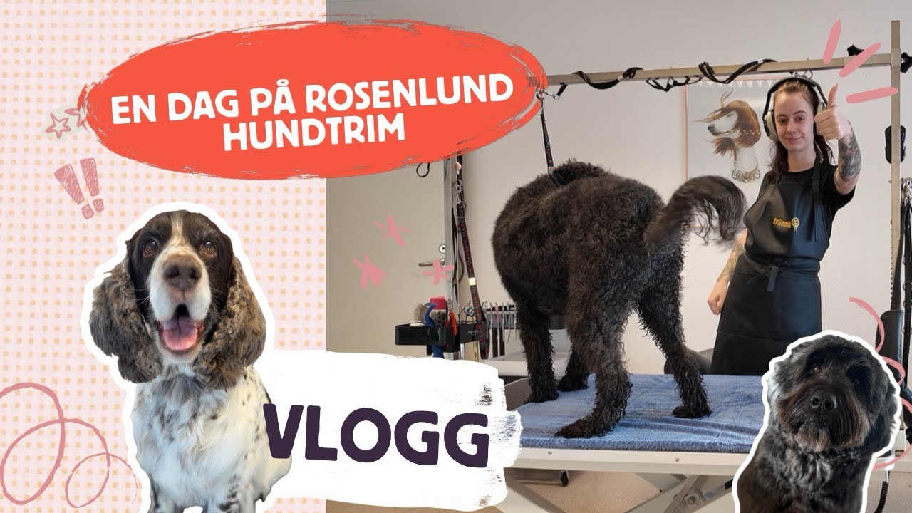 En dag på Rosenlund Hundtrim | vlogg 🐶