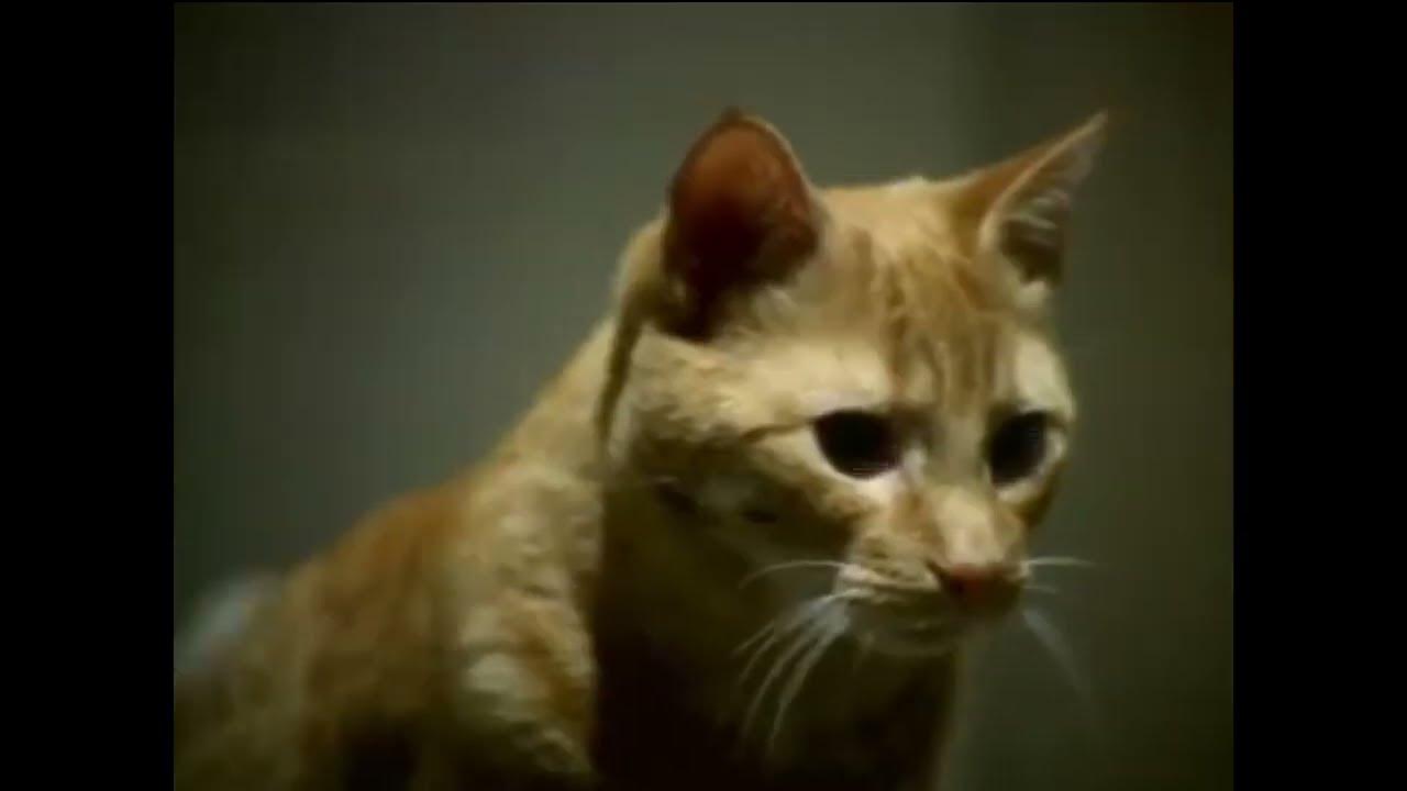 Canada Commercial House Hippo YouTube