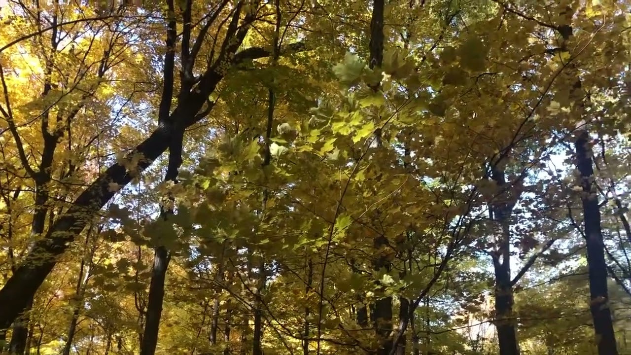University of Wisconsin - Madison Arboretum in October