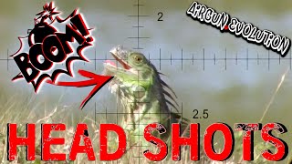Iguana Pest Control | South Florida Iguana Invasion | Airgun Evolution