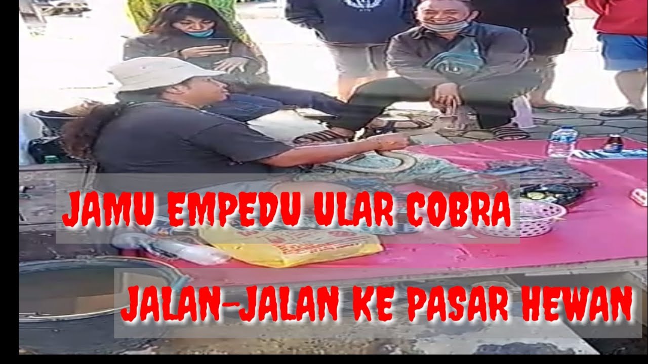 OBAT KUAT | JAMU EMPEDU ULAR COBRA 