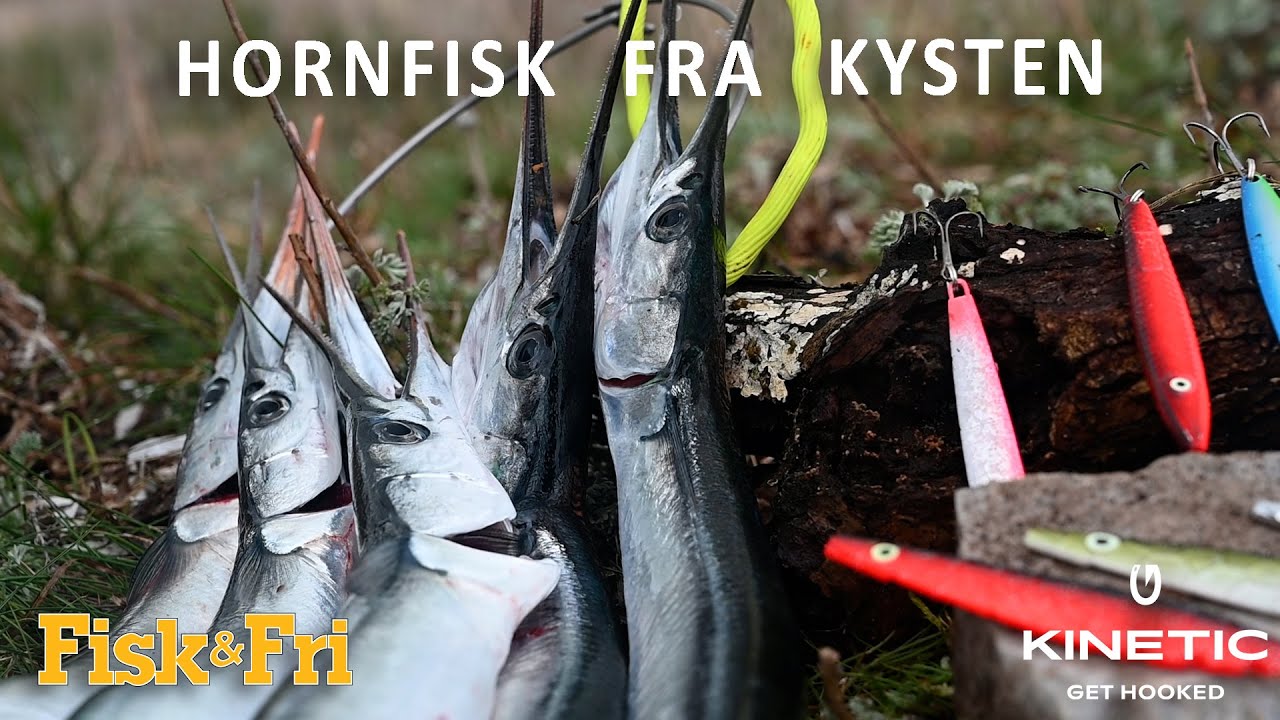 HORNFISK FRA KYSTEN