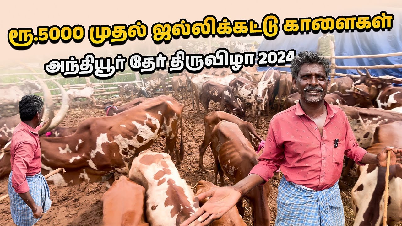 Баргурские коровы | Фестиваль Антиюр 2024