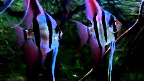 Cá Thần Tiên Ai Cập - Thiên Đường Cá Cảnh