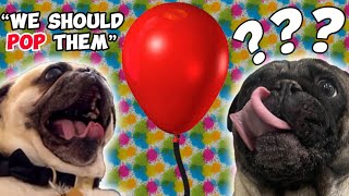 Pugs Discover That Balloons Pop! (Cute Pugs React to Balloons!)