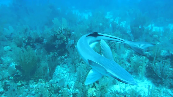 Remora Friend